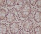 Anti-pro Caspase 9 CASP9 Rabbit Monoclonal Antibody